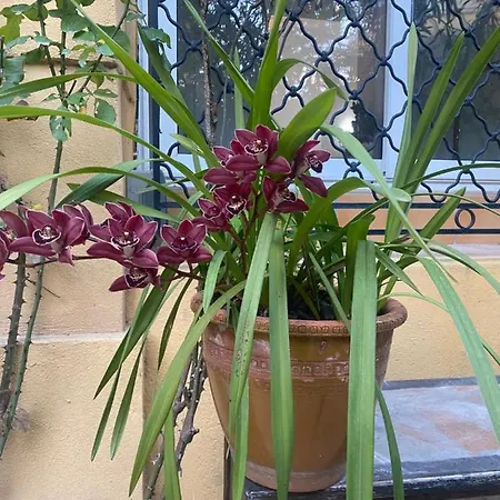 Appartamento Studio 13B With Owner Garden In Beausoleil *
